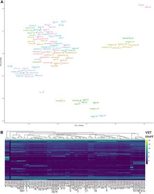 Large-Scale Multiplexing Permits Full-Length Transcriptome Annotation of 32 Bovine Tissues From a Single Nanopore Flow Cell